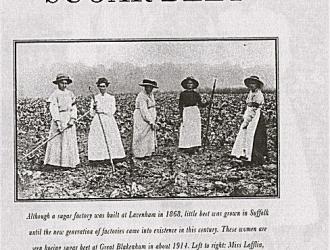 Great Blakenham sugar beet farming 1914, Kindly supplied by Mr & Mrs R Hood