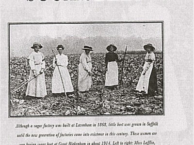 GB sugar beet farming 1914 1