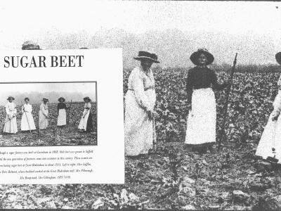 GB sugar beet farming 1914